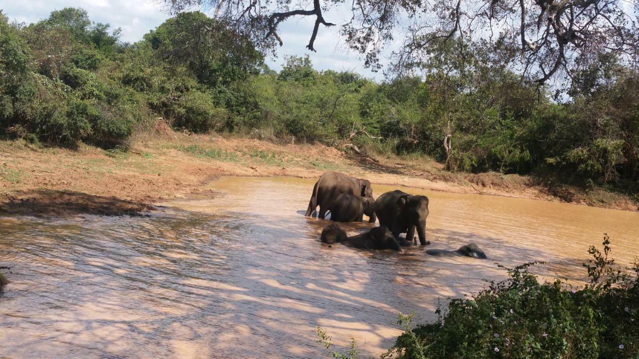 Heina Nature Resort - Eco Home And Yala Safari Катарагама Екстериор снимка
