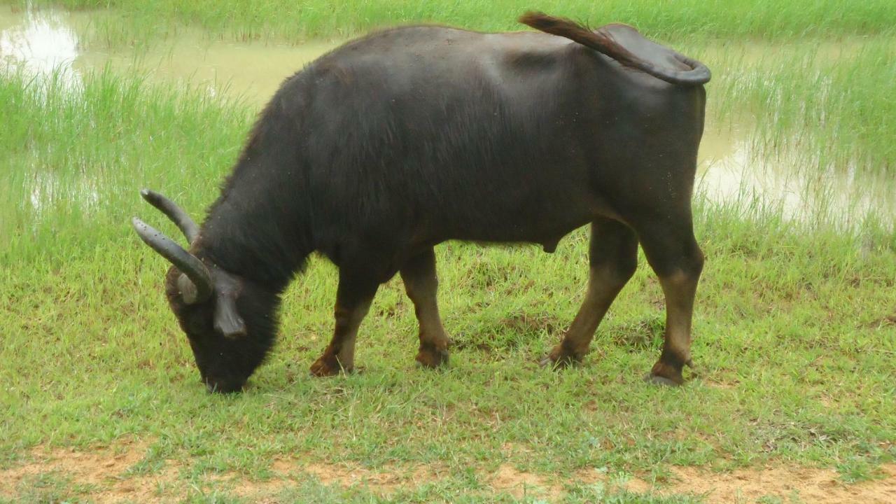 Heina Nature Resort - Eco Home And Yala Safari Катарагама Екстериор снимка